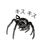 Handsome Spider (J)（個別スタンプ：24）