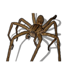 Handsome Spider (J)（個別スタンプ：26）