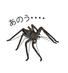 Handsome Spider (J)（個別スタンプ：29）