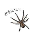 Handsome Spider (J)（個別スタンプ：30）