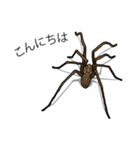 Handsome Spider (J)（個別スタンプ：31）