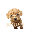トイプードルとメッセージ（個別スタンプ：2）