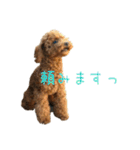 トイプードルとメッセージ（個別スタンプ：9）