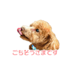 トイプードルとメッセージ（個別スタンプ：11）