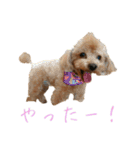 トイプードルとメッセージ（個別スタンプ：16）