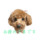 トイプードルとメッセージ（個別スタンプ：17）