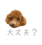 トイプードルとメッセージ（個別スタンプ：18）