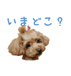 トイプードルとメッセージ（個別スタンプ：20）