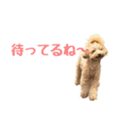 トイプードルとメッセージ（個別スタンプ：22）