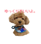 トイプードルとメッセージ（個別スタンプ：23）
