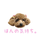 トイプードルとメッセージ（個別スタンプ：24）