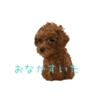 トイプードルとメッセージ（個別スタンプ：32）