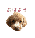 トイプードルとメッセージ（個別スタンプ：34）