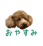 トイプードルとメッセージ（個別スタンプ：35）