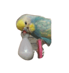 インコ（個別スタンプ：4）