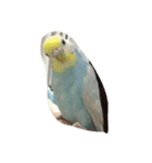 インコ（個別スタンプ：13）