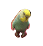 インコ（個別スタンプ：14）