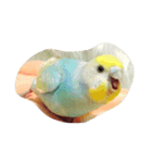 インコ（個別スタンプ：16）