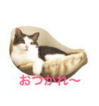 金＆銀（個別スタンプ：1）
