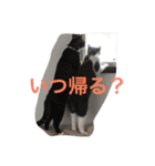 金＆銀（個別スタンプ：2）