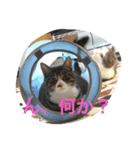 金＆銀（個別スタンプ：4）