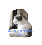 金＆銀（個別スタンプ：5）