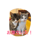 金＆銀（個別スタンプ：8）