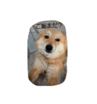 ココちゃんの気持ち代行（個別スタンプ：3）