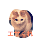りんごザキャット、シリーズ1（個別スタンプ：3）