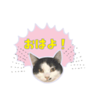 ひょっこり！雑種猫mix（個別スタンプ：1）