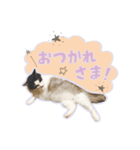 ひょっこり！雑種猫mix（個別スタンプ：13）