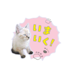 ひょっこり！雑種猫mix（個別スタンプ：17）