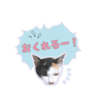 ひょっこり！雑種猫mix（個別スタンプ：19）