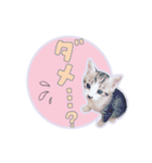 ひょっこり！雑種猫mix（個別スタンプ：23）