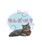 ひょっこり！雑種猫mix（個別スタンプ：26）