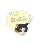 ひょっこり！雑種猫mix（個別スタンプ：28）