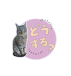 ひょっこり！雑種猫mix（個別スタンプ：37）