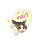 ひょっこり！雑種猫mix（個別スタンプ：39）