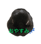 トト君（個別スタンプ：8）