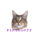 愛猫ライト（個別スタンプ：2）