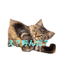 愛猫ライト（個別スタンプ：3）