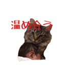 愛猫ライト（個別スタンプ：4）