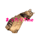 愛猫ライト（個別スタンプ：6）