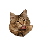 愛猫ライト（個別スタンプ：7）