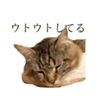 愛猫ライト（個別スタンプ：8）
