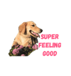 犬のいる生活 ①（個別スタンプ：2）