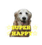 犬のいる生活 ①（個別スタンプ：8）