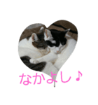 スリーキャッツ（個別スタンプ：4）