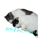 スリーキャッツ（個別スタンプ：6）