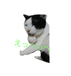 スリーキャッツ（個別スタンプ：7）